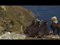 West End Bald Eagle Catalina Island California, Explore.org- Akecheta 🐟 karmi młode 2022 04 25