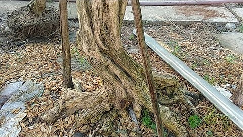 Vườn 100 Cây Phôi Bonsai Khủng, Nguyệt Quế Tiền Giang