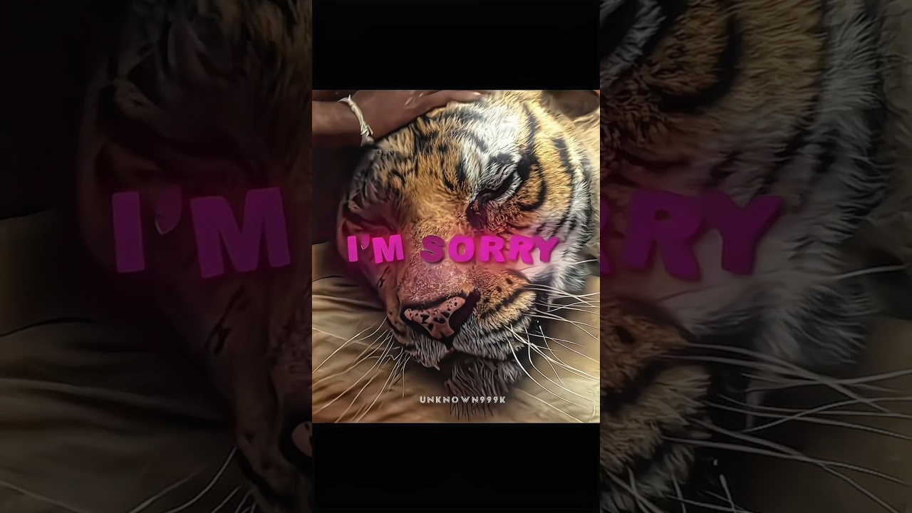 Pi and Richard Parker 🥹 A Bond Beyond Survival 