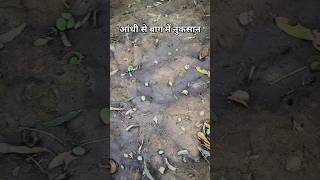 आंधी से बाग में नुकसान #ytshorts #mangofarming