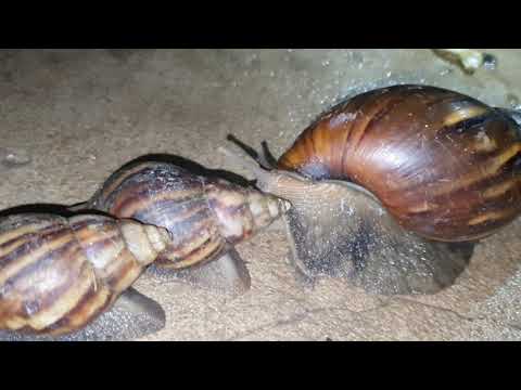 Largest Snail in the world Lifecycle snails animal❤️️