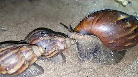 Largest Snail in the world Lifecycle snails animal❤️️