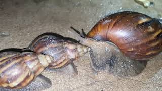Largest Snail in the world Lifecycle snails animal❤️️