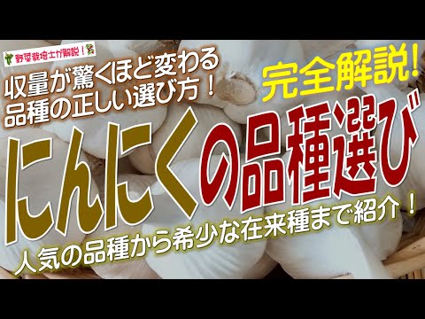 紫紋ニンニクの育て方と人気品種10選！初心者でも失敗しないコツ