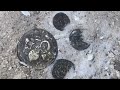 الزعيم يسحب المال من باطن الارض امام المشاهديين الزعيم يسحب المال من باطن الارض امام المشاهديين