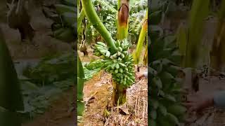 Farmers harvest bananas with satisfactory results #shorts