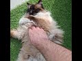 Streunerkatze Coco lässt es sich gut gehen 😄