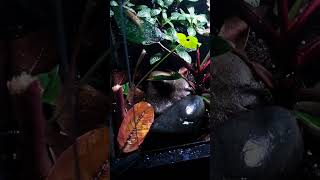 The Vivarium Home of the Azureus Dendrobates Blue Poison Dart Frogs. New Bloom 🌸 Incoming BottomLeft
