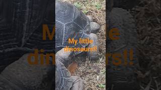 #pettuber #dinosaur #reptiles #pets #exoticpets #reptilesofyoutube #reptilelover #animalshorts