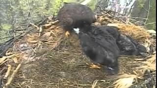 Decorah Eagles,Mom Takes A Break,Vocalizing,Wingersizing,Dad With Small Snack,5/5/15