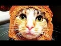 Cats vs toaster  cats getting scared by toasters  funny pets