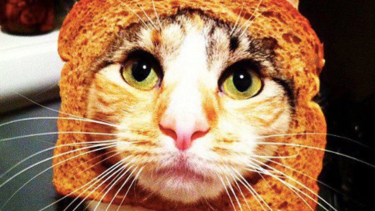 Cats vs Toaster 🐱 Cats Getting Scared by Toasters 😂 [Funny Pets] YouTube