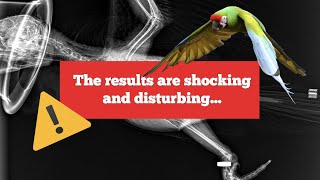 Our Macaw Needs Life-Long Pain Killers || X-Rays Reveal Shocking Deformity by Soaring Wings Flock 1,541 views 2 years ago 13 minutes, 27 seconds