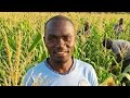 KILIMO Cha Mahindi Mbegu Ya Tembo Yanavostawi Vizuli Katika Udongo Wa Nyanda Za Juu Kusini 