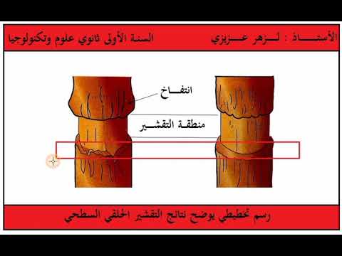 الدعامة النسيجية لنقل النسغ الكامل اللحاء تجربة التقشير الحلقي السطحي