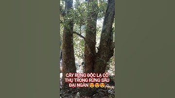 CÂY RỪNG ĐỘC LẠ CỔ THỤ TRONG RỪNG SÂU ĐẠI NGÀN TÂY NGUYÊN.