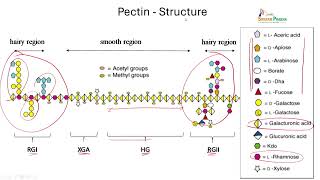 Lec 24: Pectin and Pectin-based Packaging