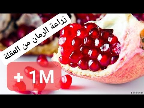 Agriculture Blog طريقة زراعة الرمان Pdf