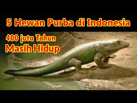  Hewan  Zaman  Purba  Masih Hidup di Indonesia YouTube