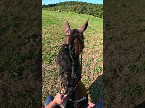 Galloping with a racehorse 🏇