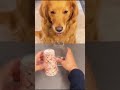 The Funniest DOGS of 2026 So Far 😂🐶 Funny Dog Videos #dog #funny