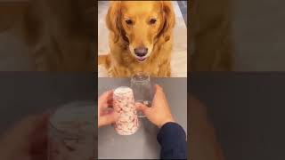 The Funniest DOGS of 2026 So Far 😂🐶 Funny Dog Videos #dog #funny
