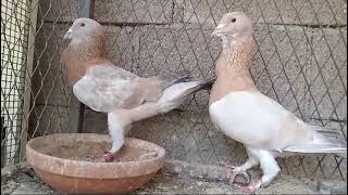 #pigeon #حمام #طيور #kabutar #fancy #ريحاني# ڪبوتر