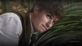 Ньют Саламандер   Newt Scamander Фантастические твари и где они обитают Find Them