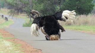 Ostrich Mating Dance - Part 2