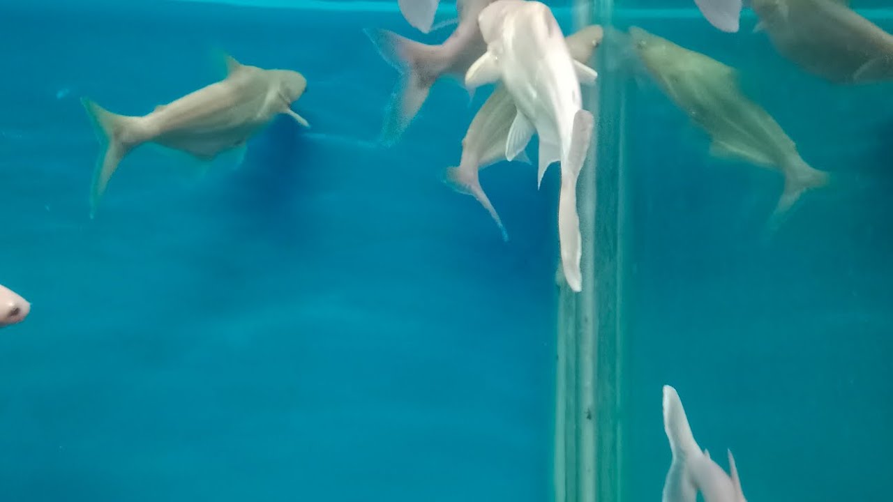 fish🐠🐟 aquarium in Hyderabad fishfish viral YouTube