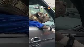 Their Dog vs My Dog 🐶 | Funny Dogs 1 #shorts #funnydogs #epicfails #youtubeshorts #funnymoments