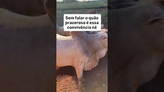 Seleção temperamento é extremamente importante! São animais mais produtivos, diminui risco acidente