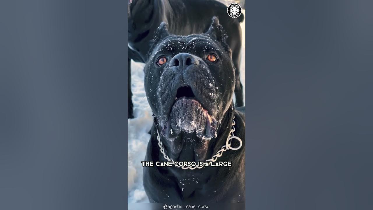 Cane Corso 🐶 The Perfect Family Guardian! 