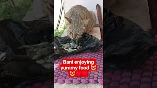 🐱 Cats Eating Raw Fish | Cute Kittens Feeding Time 🐟#catshorts #cat #viralshort#cat