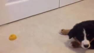 Cute Bernese mountain dog puppy is atacking a lemon! by Funny dog videos, from Google and YouTube 14,108 views 7 years ago 40 seconds