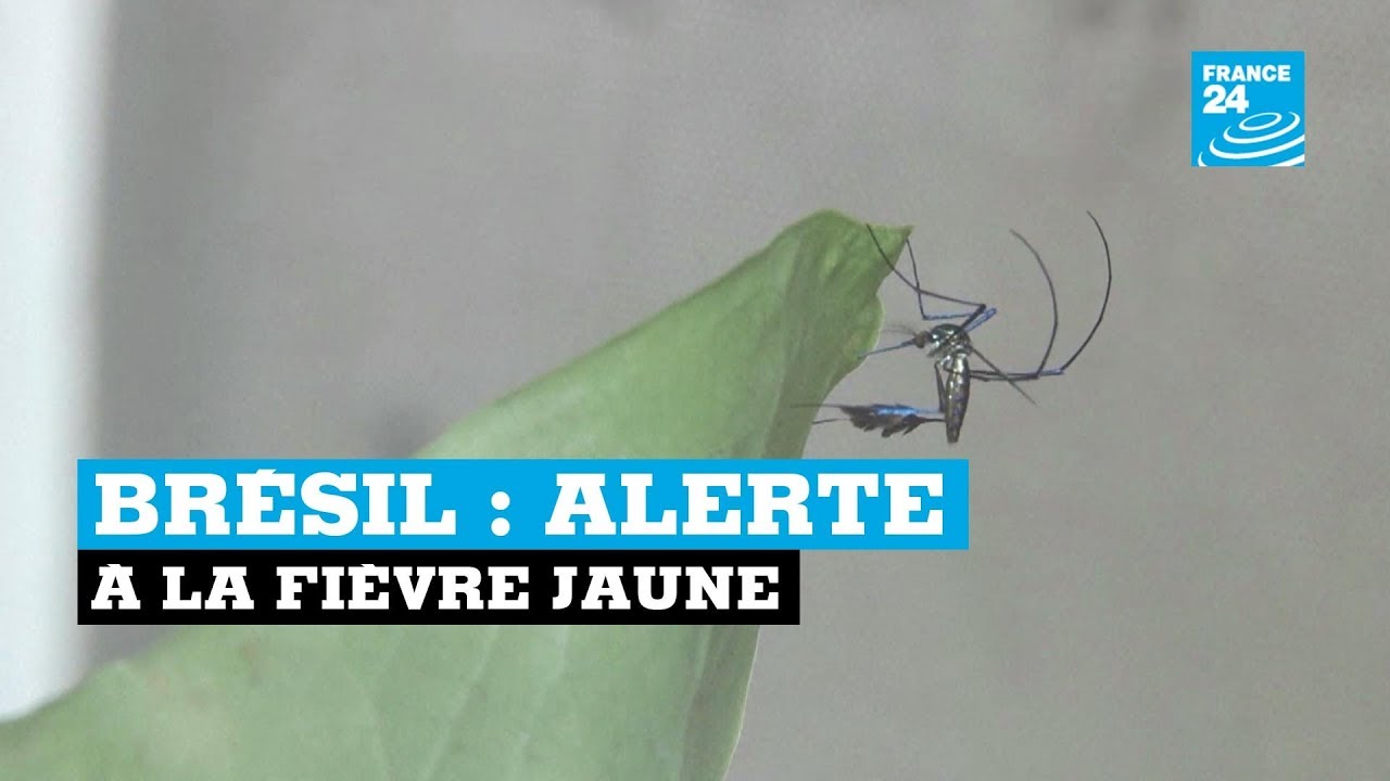 Brésil : alerte à la fièvre jaune