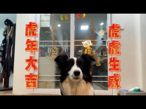 虎年边牧给大家拜年+贴窗花花絮—border collie Mia