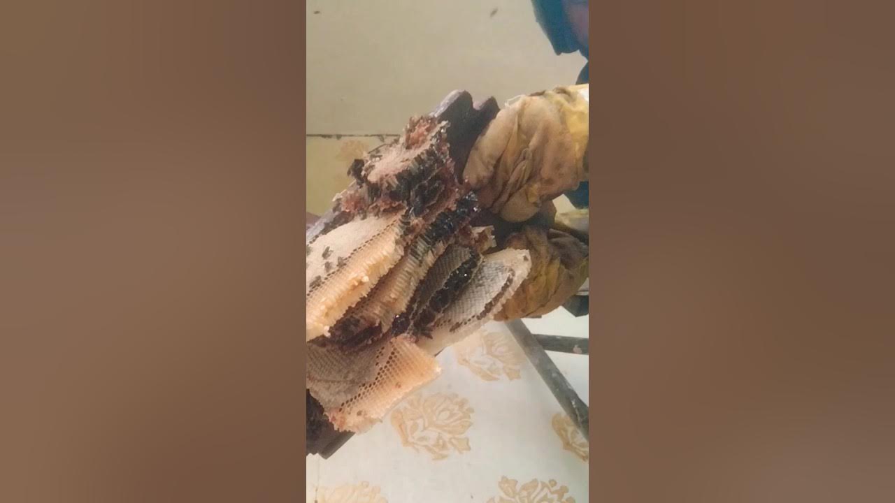 honey hunting video in Tamil/ அடுக்கு தேன் இவளவு கிடைக்கும தேன் honey honeybee 