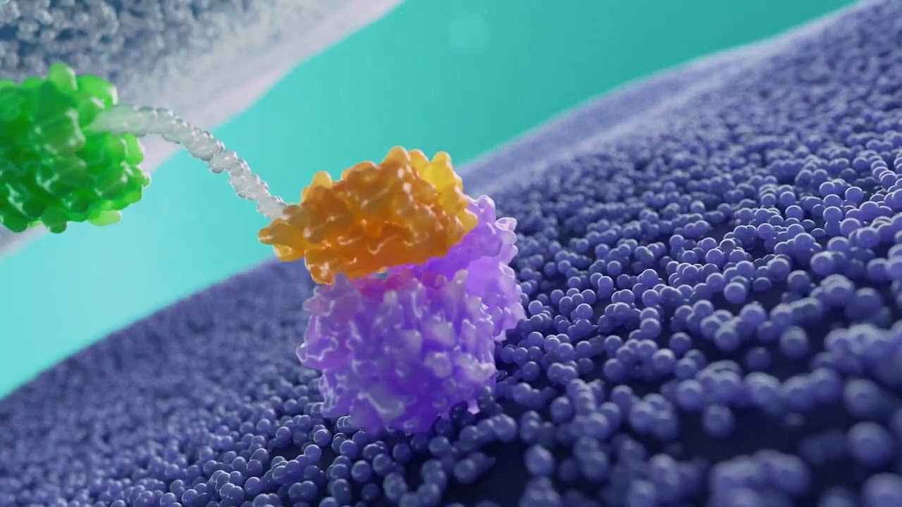 MP0317 MOA animation