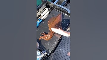 fishingaroundus The most humane way to harvest a squid.🐟fishing.#monsterfish #fishinglovers #shorts