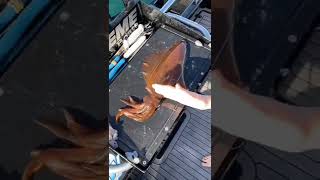 fishingaroundus The most humane way to harvest a squid.🐟fishing.#monsterfish #fishinglovers #shorts