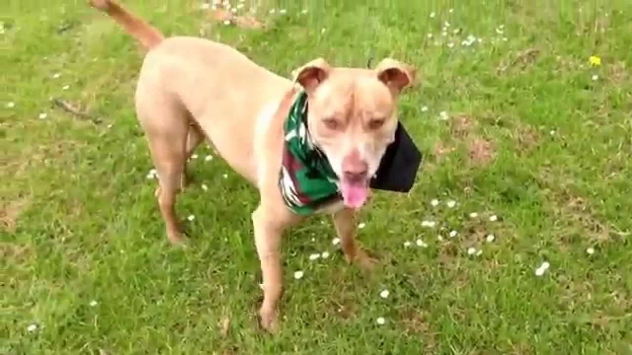 Red Nose Pitbull - YouTube