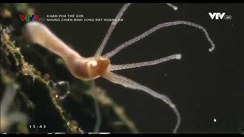 Thủy tức - thuyết minh tiếng Việt ngành ruột khoang