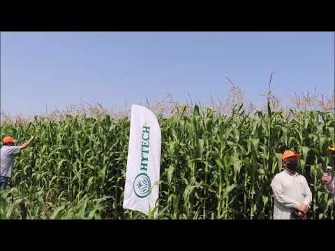المتابعة الميدانية للمزارعين: اجا - الدقهلية، صنف 2036 هاي تك - video from Misr Hytech