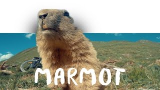 GoPro: Funny Marmot!!