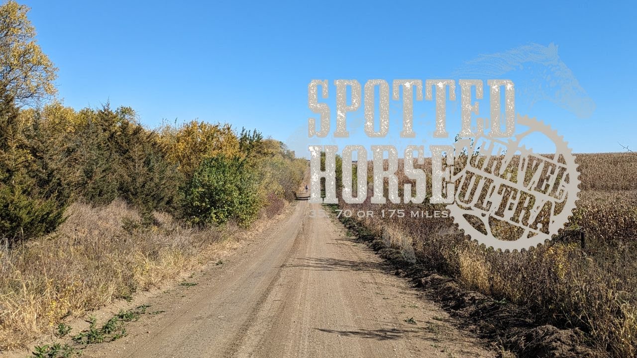 Spotted Horse