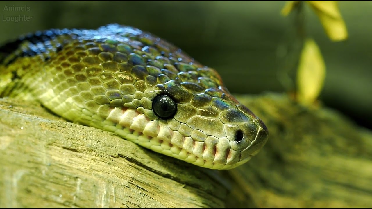 amazon wildlife | secrets of the planet's most dangerous species | animal documentary