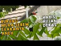 ADA BURUNG ANEH SETELAH HUJAN DERAS - PANTAU PULUHAN BURUNG DI AVIARY SEMI LIAR