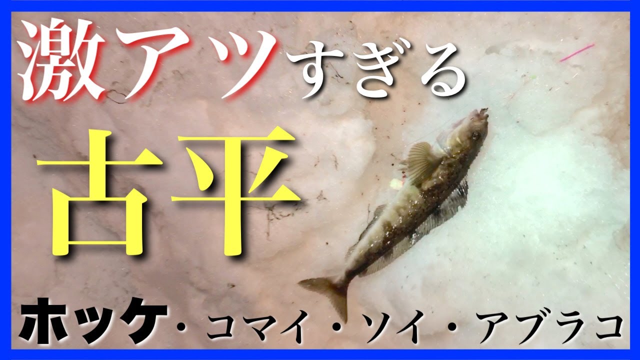 【入れ食い】古平漁港が魚影濃すぎてやばすぎた…。［ほっけ］［コマイ］［ソイ］［アブラコ］
