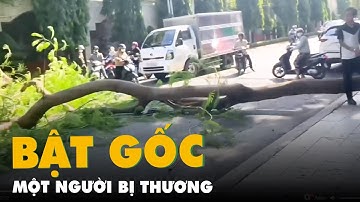 Cây phượng cạnh trường tiểu học ở Bình Dương bật gốc, một người bị thương
